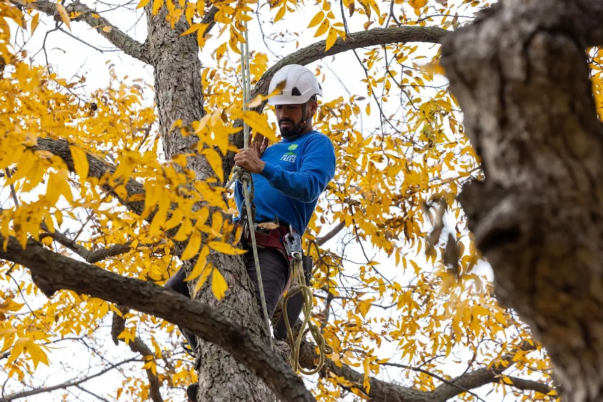 Skilled Tree Pruning crew working in Hawthorne